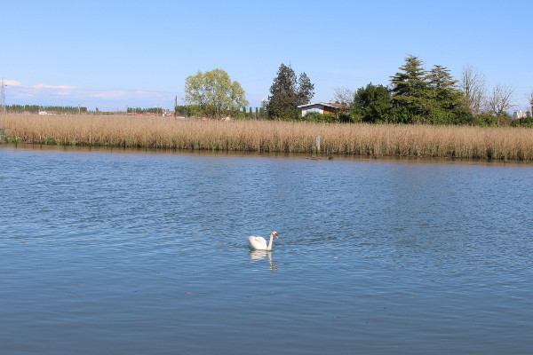 Seagull in the Lagoon - B&B Marelaguna Cavallino Treporti VE