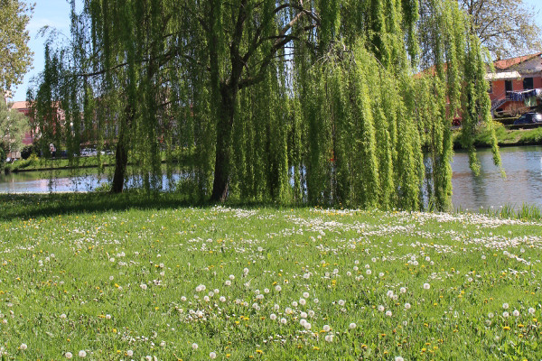 Weeping Willow by the River - B&B Marelaguna Cavallino Treporti VE