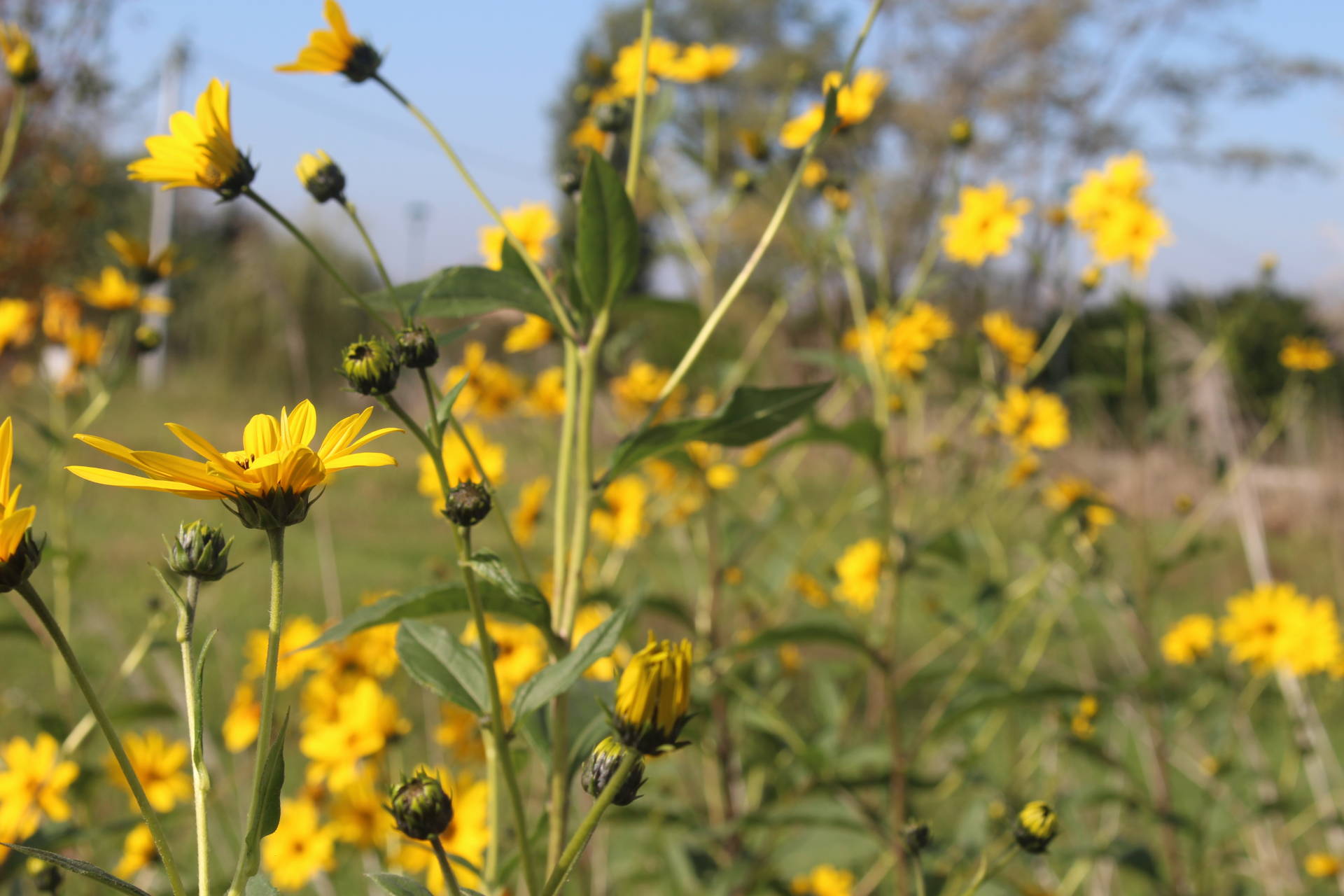 Wildflowers - B&B Marelaguna Cavallino Treporti VE